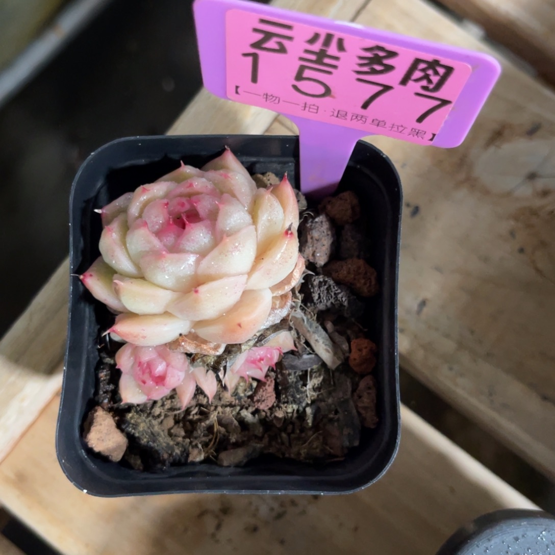 美***夕云尘多肉一物一拍1577