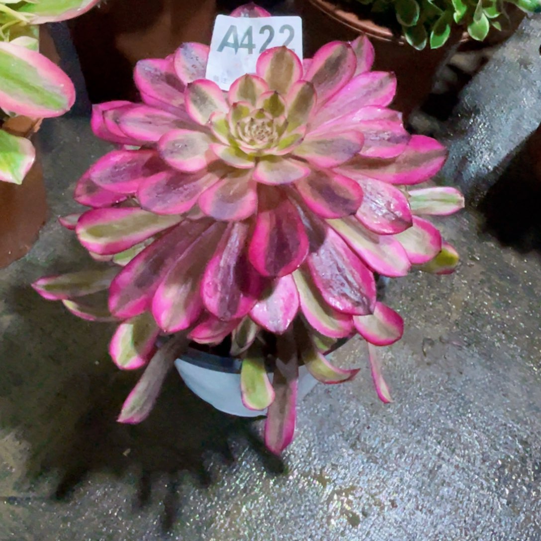 黄白月光初八发货422