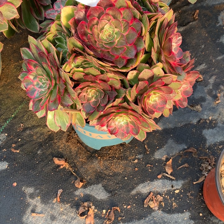 962莲花座多肉植物特价