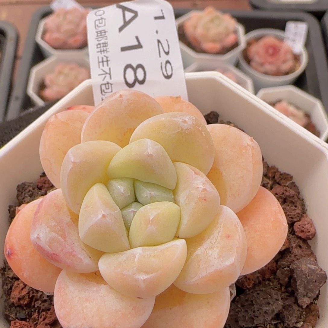 黄体冰玉一颗脱土发货