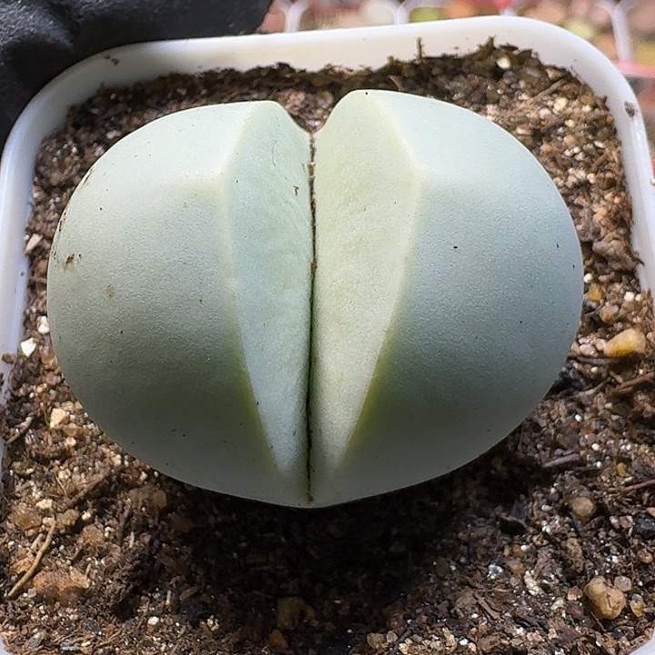 生石花1111122。   225