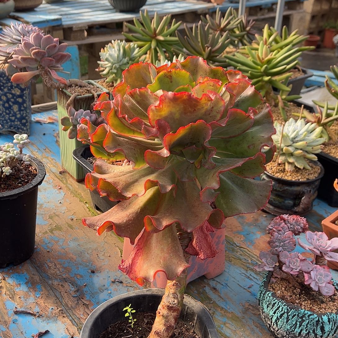 艾丽斯裸根风发货。