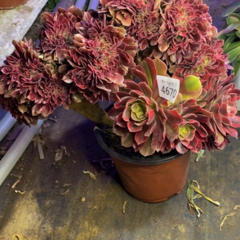 雅典娜多肉植物4670