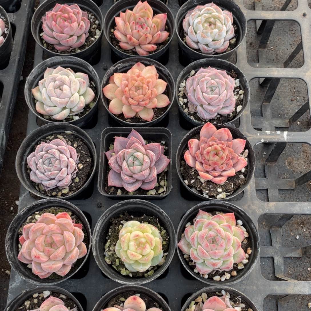 一物一拍18棵12-171