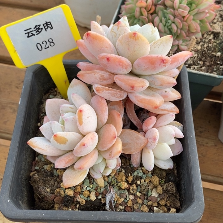 D028- 直播福利 冷香