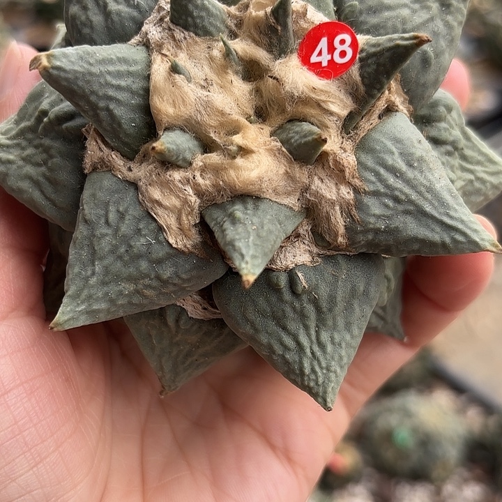 苗接落地仙人球48
