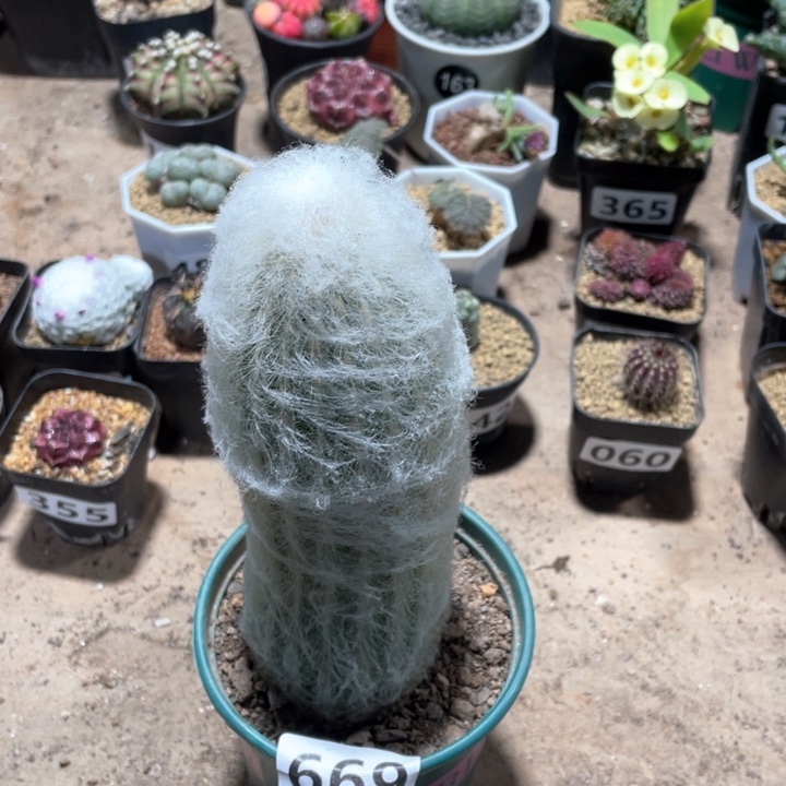 669大白毛仙人柱