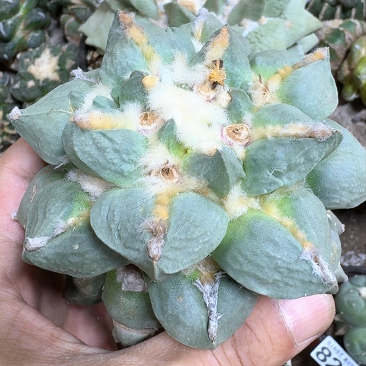 K*C福利苗接大牡丹942