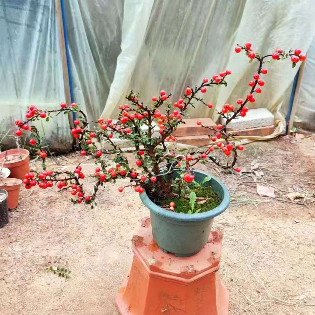 红花七彩梦荀子园艺