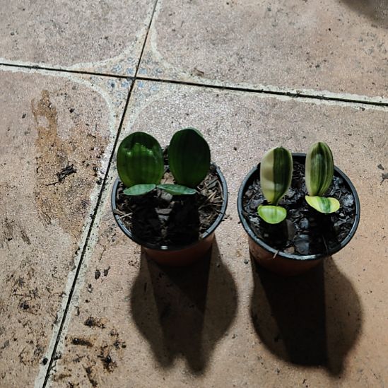 鲜***产完全开放君子兰完全开放