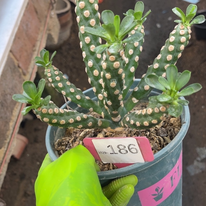 186无刺霸王鞭裸根