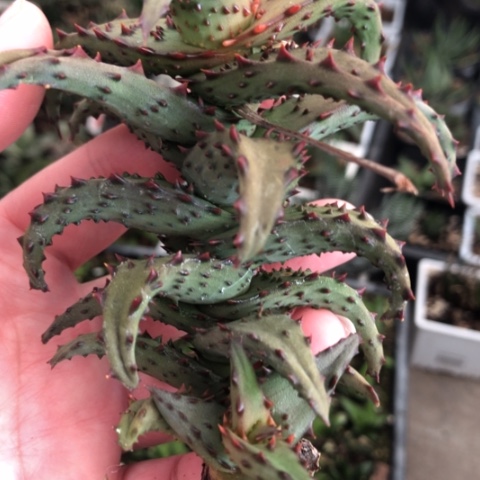 卡莎蒂芦荟母本带侧牙一起哈哈哈