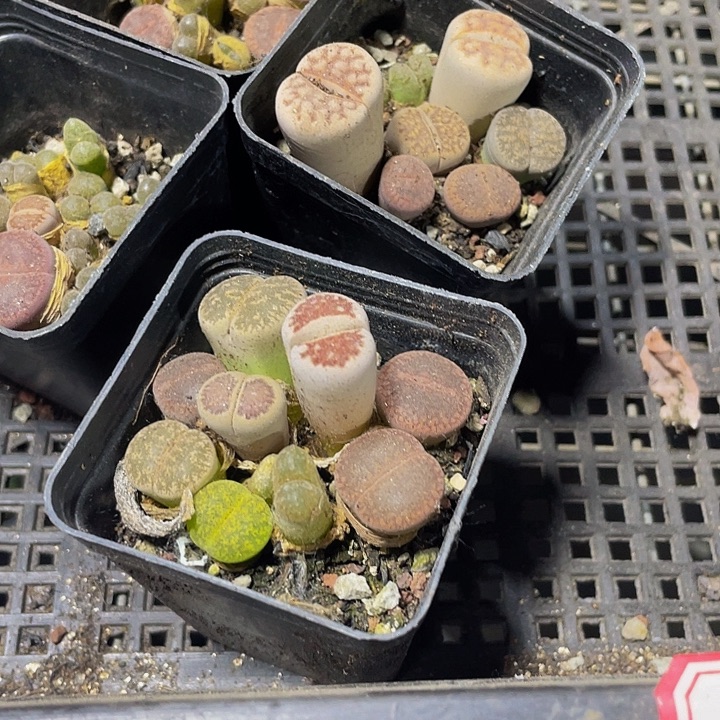 生石花2.8带哦土发