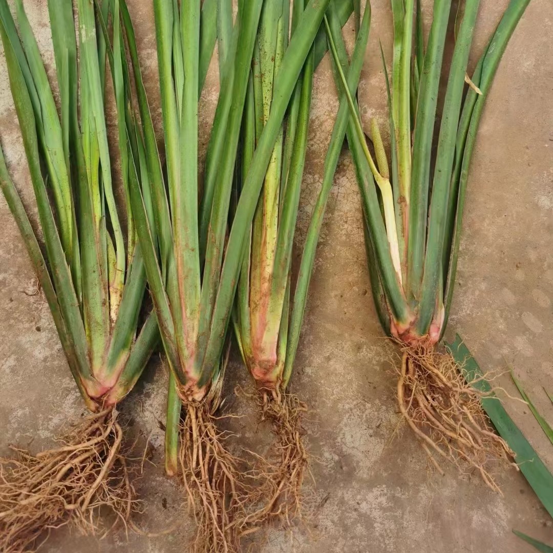 大叶红心石菖蒲种苗