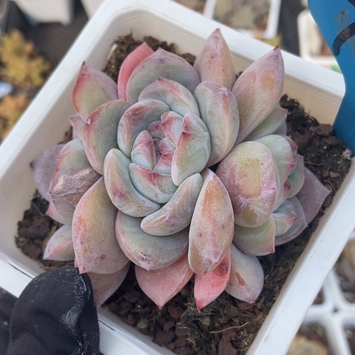 7065石榴籽多肉植物保护