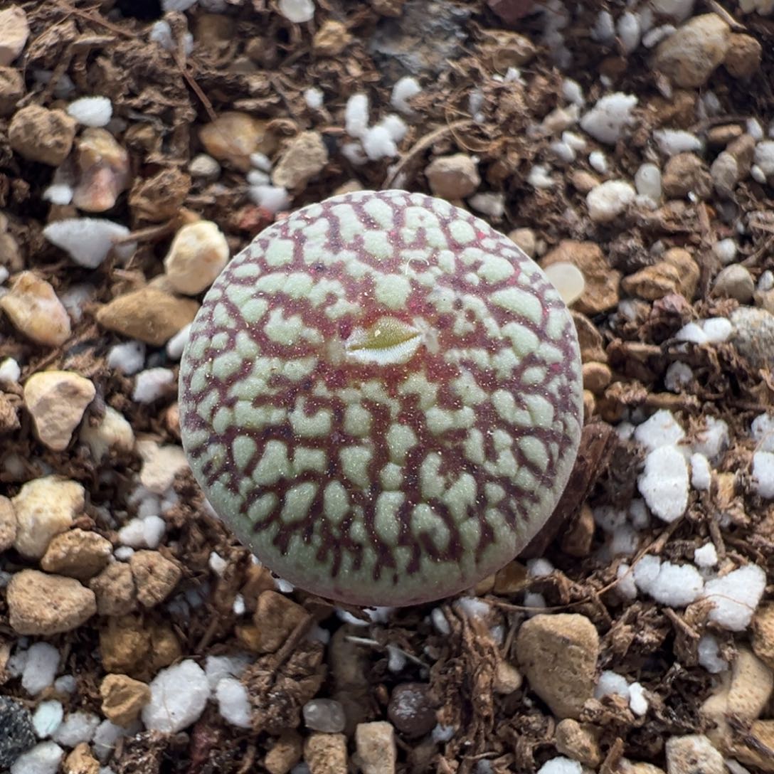 694优选超墨大单头一颗