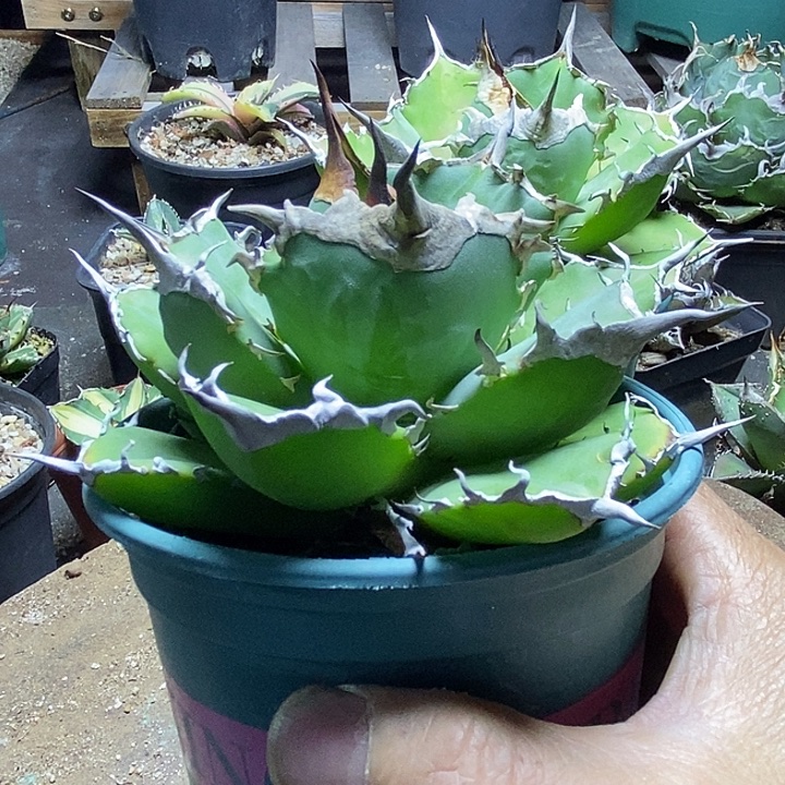 R***e狂战士。  ，  一个