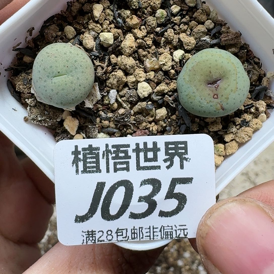 多肉植物的润泽多肉植物