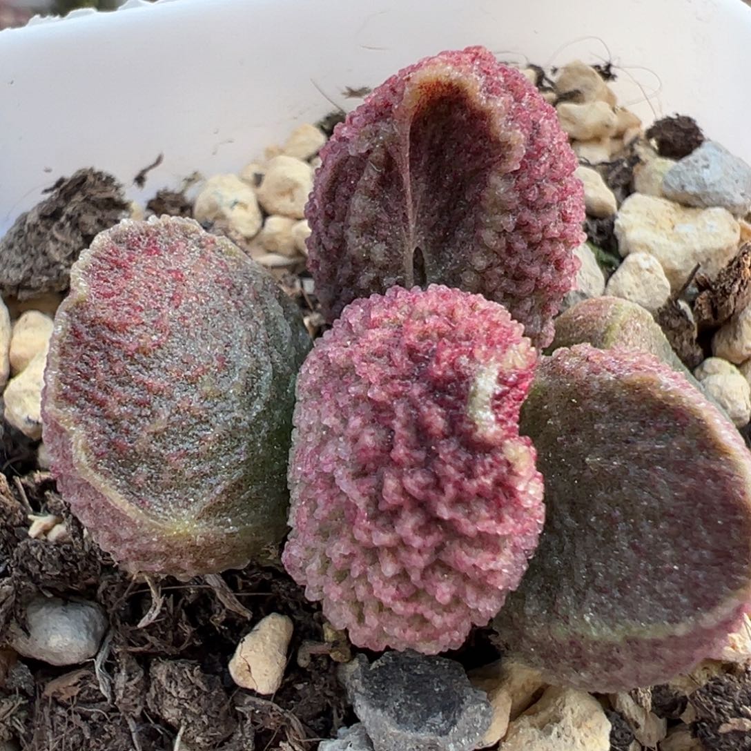 实生新品多肉植物水泡