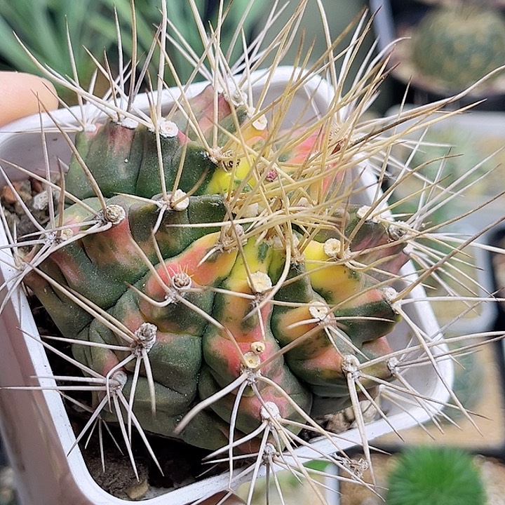 狂刺翠晃冠实生球