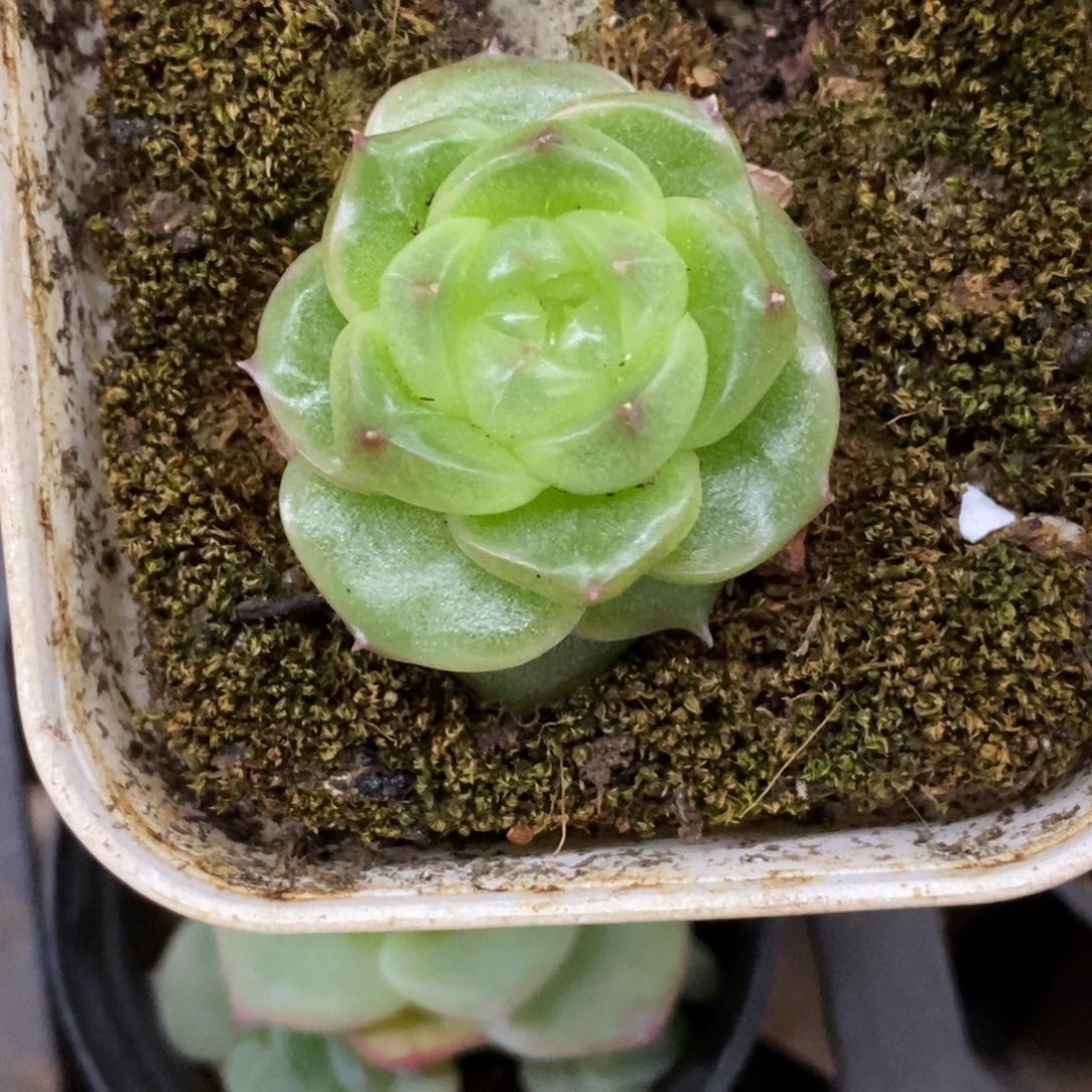 精品多肉一物一拍不包整483