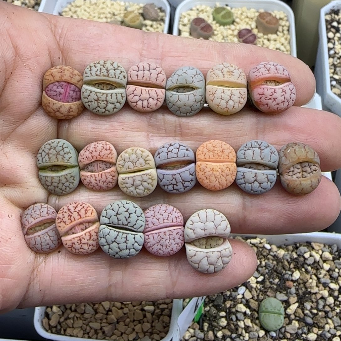 364独一手彩荒有189跨年福利30包邮