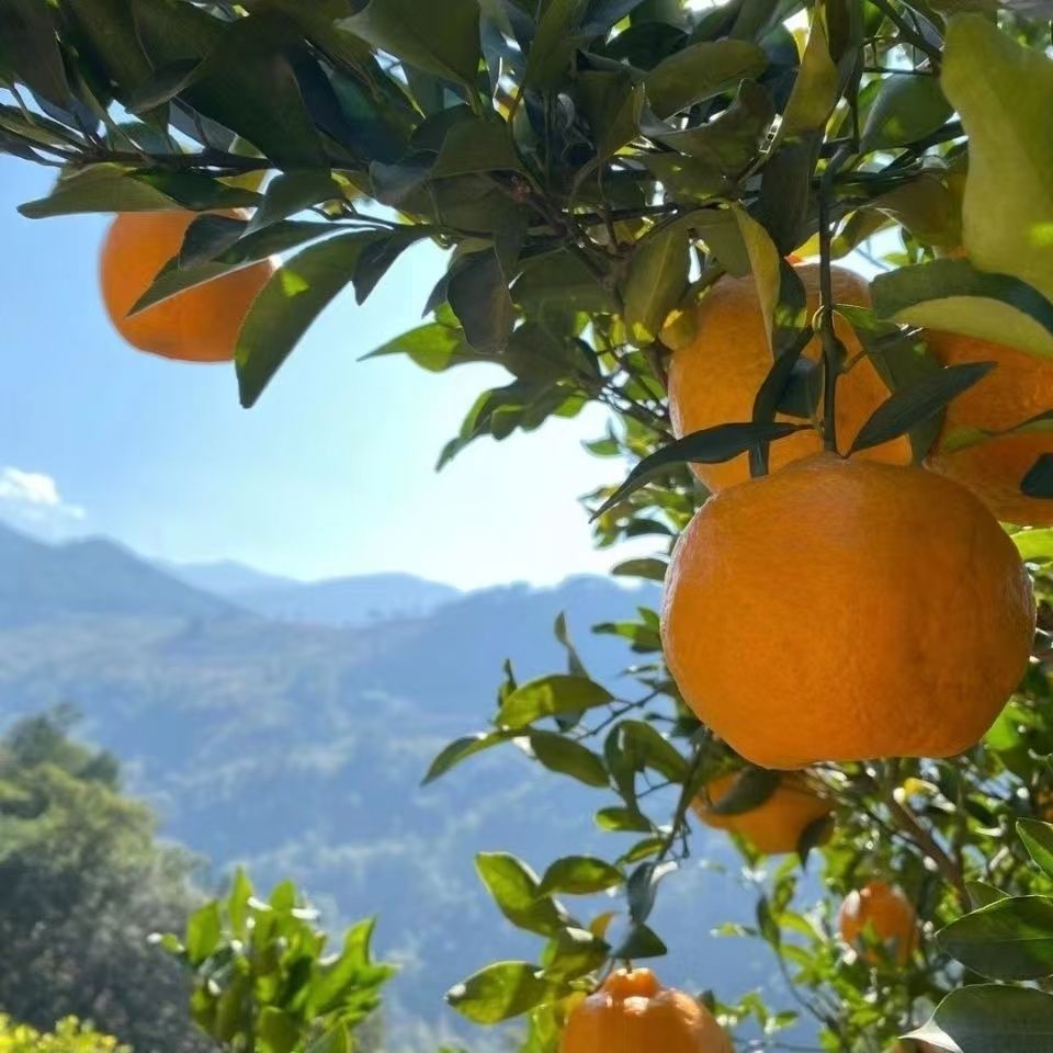 正宗四川椪柑桔子品种柑橘水果柑桔橘子整箱当季薄皮新鲜