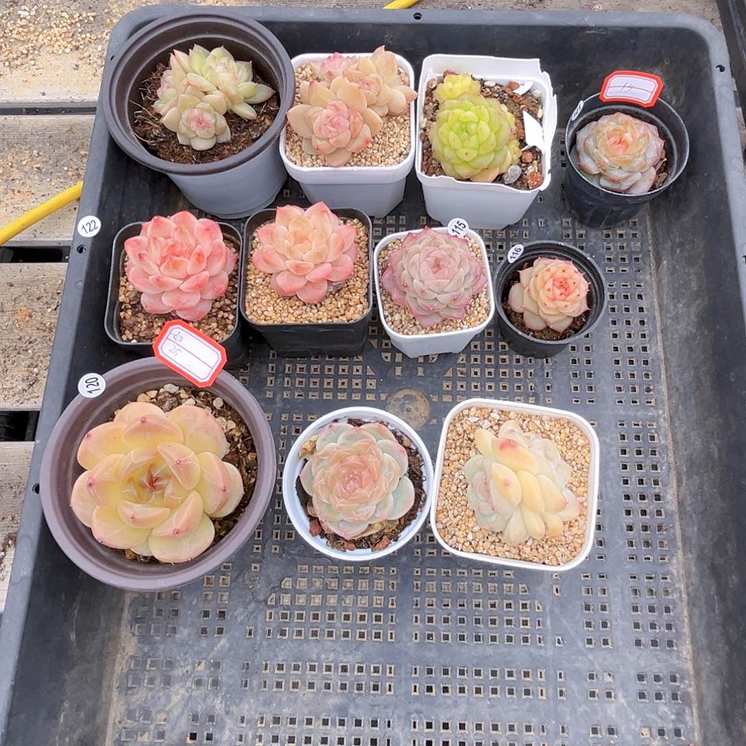 忧***包122 打包11个18包邮 