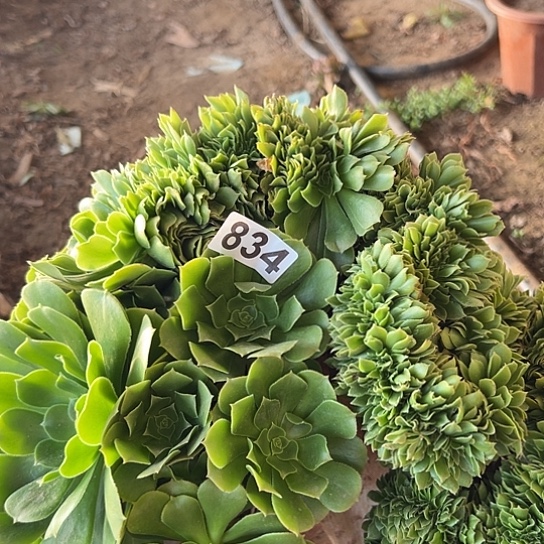 Z***Y多肉植物一个微瑕834