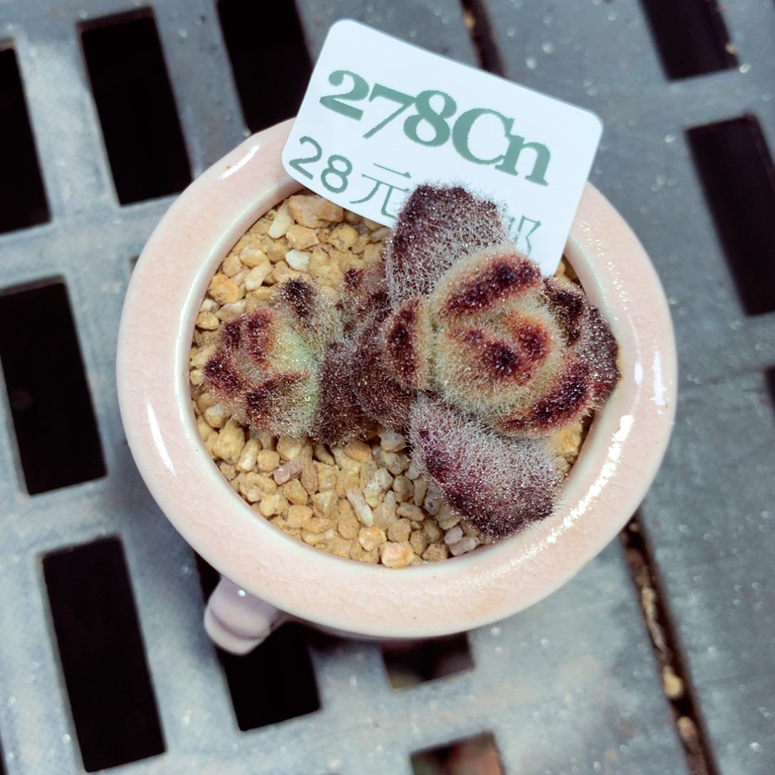 5厘米盆精控多肉278