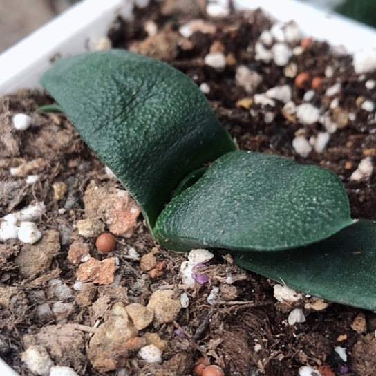 实生蜗牛带盆发货