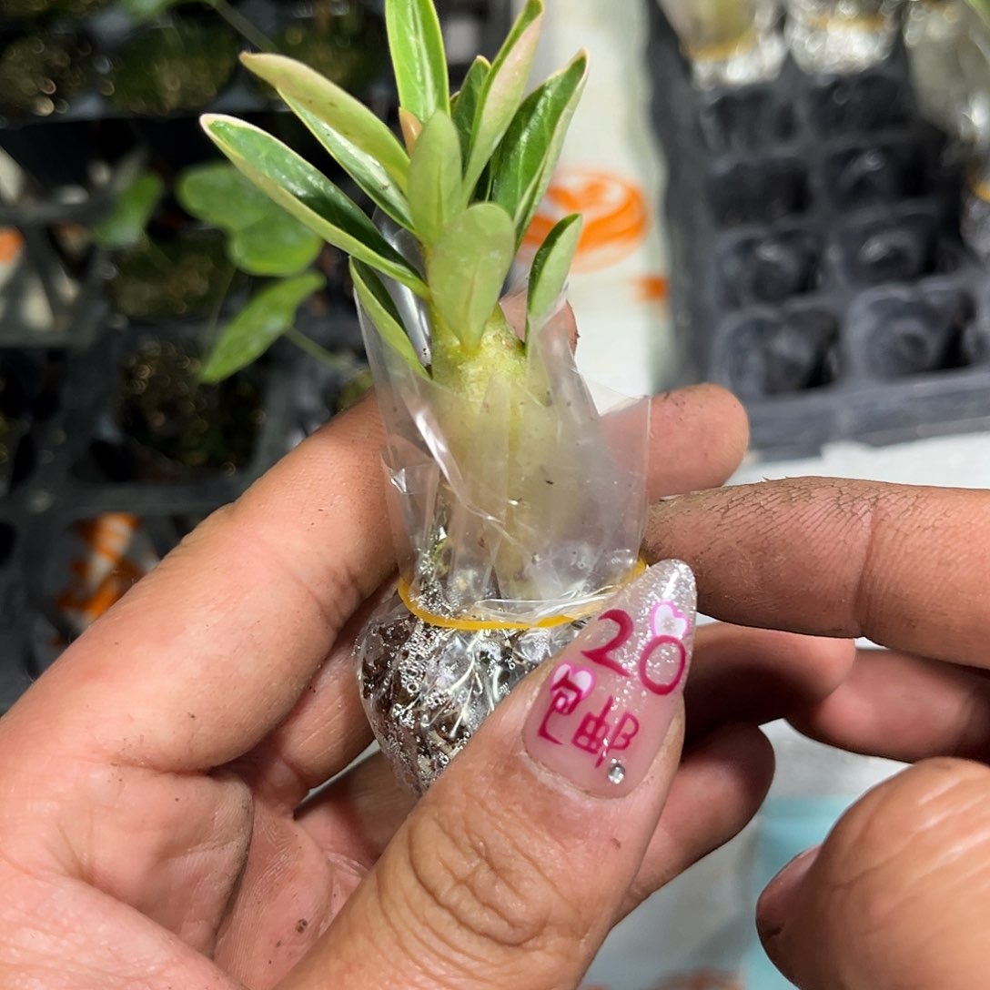 沙漠玫瑰单头发货有根发货