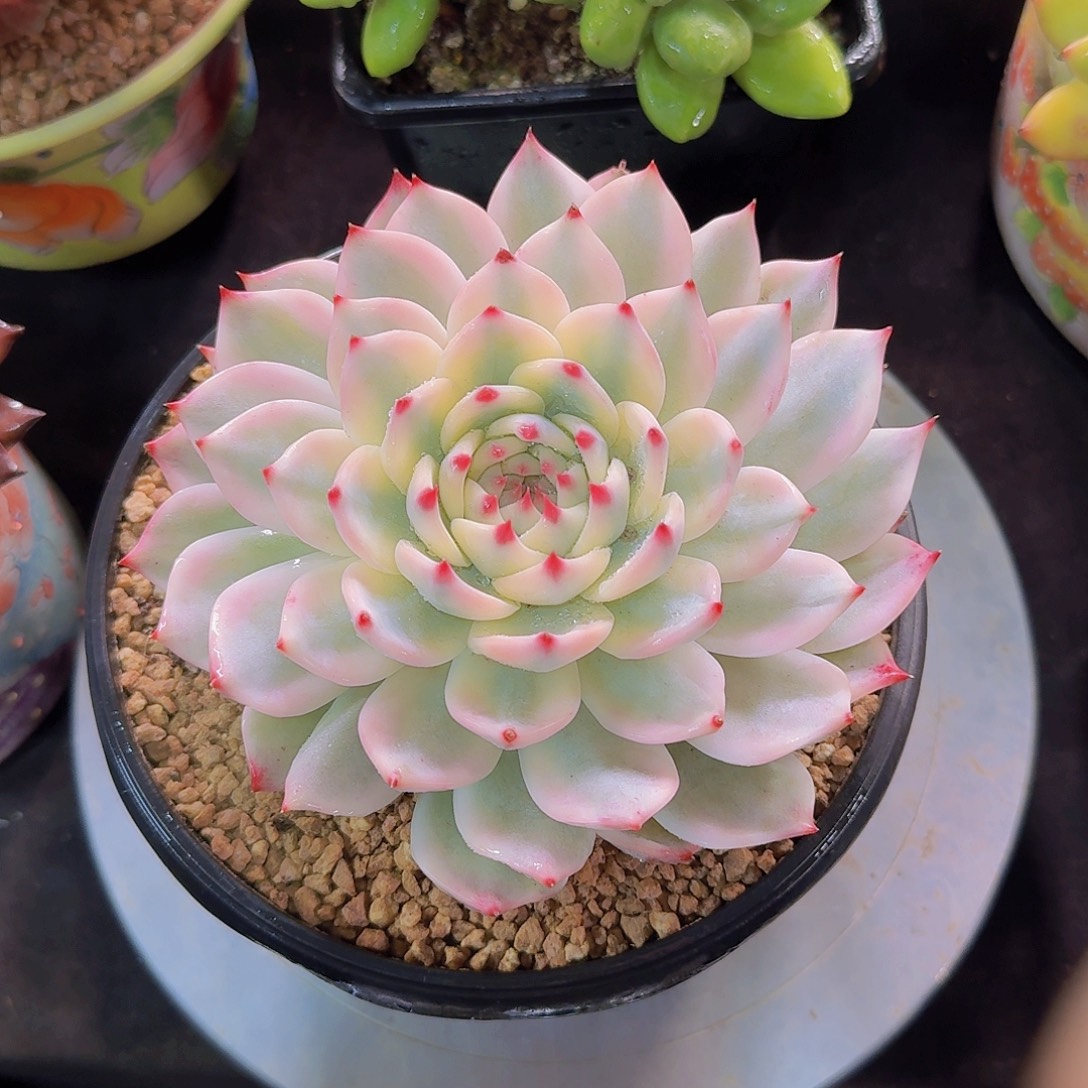 吉娃娃锦多肉一物一拍