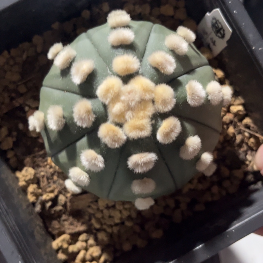 用***G琉璃兜大油一物一拍