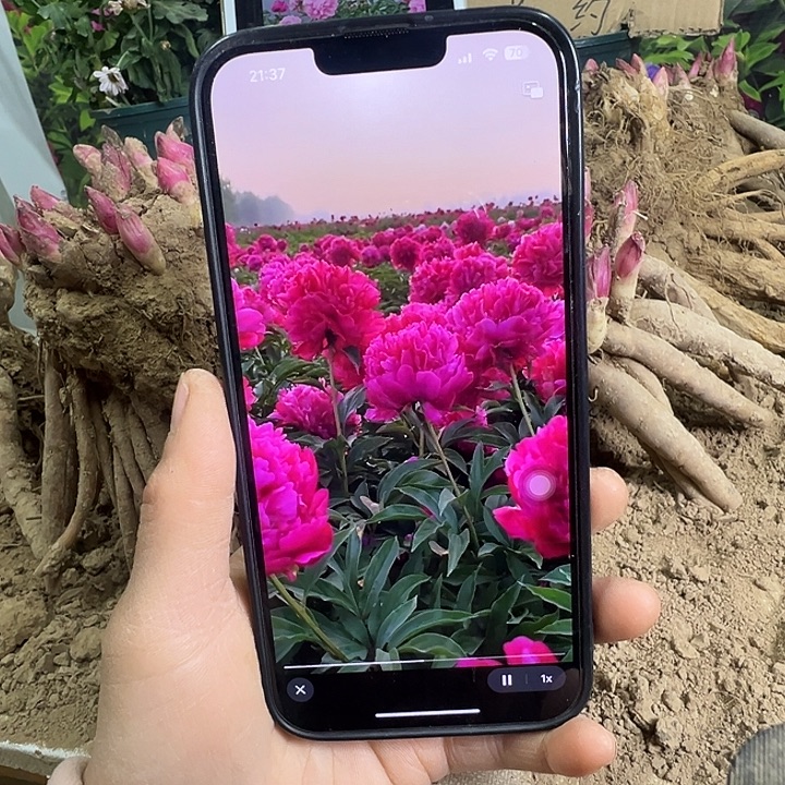 完全开放银线绣红袍