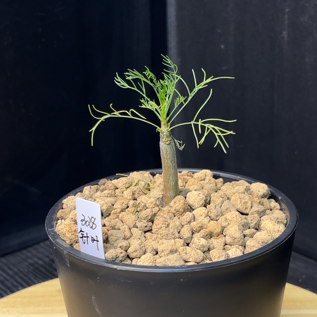 木   针叶没药十二骑士