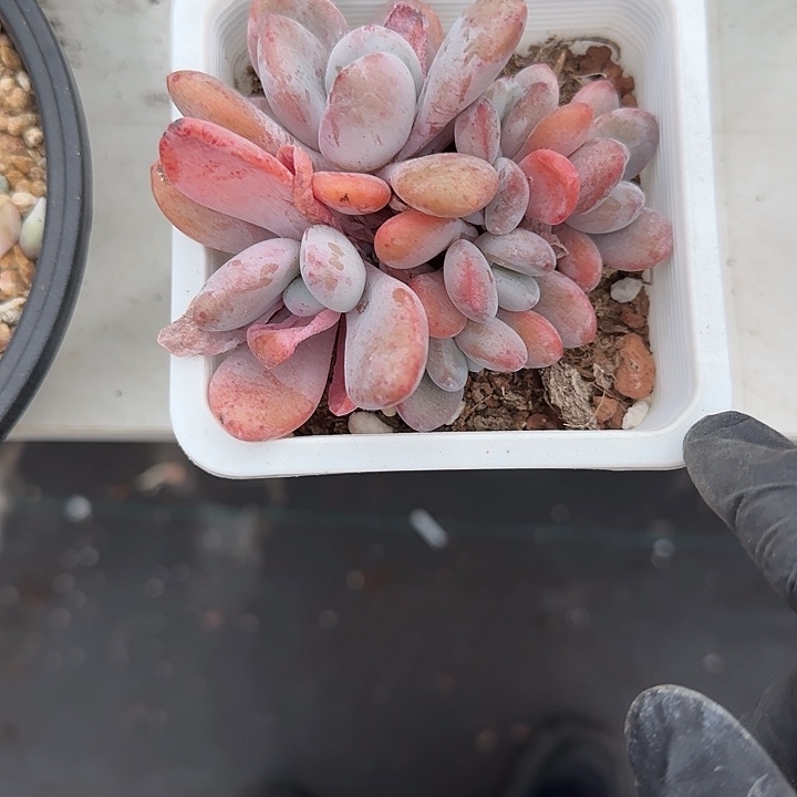 青蛙王子儿童牙膏套装11
