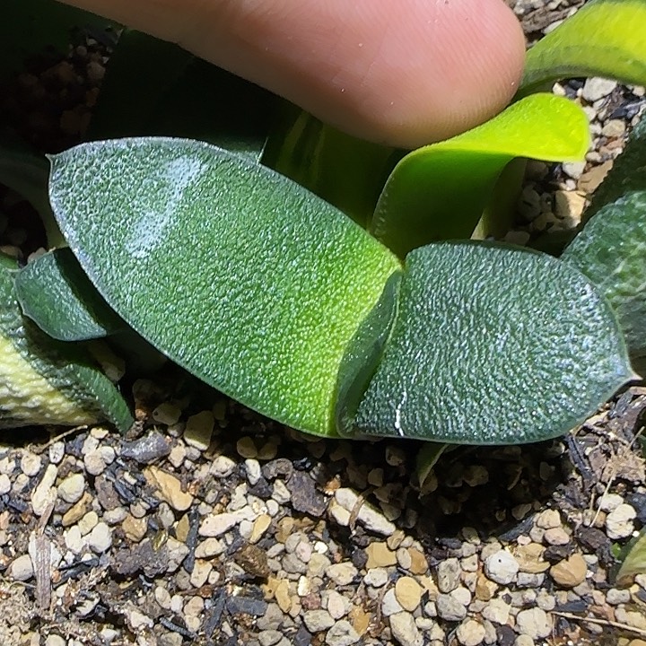 雅乐殿锦叶插无锦株，原盆土发货，可以免费寄养