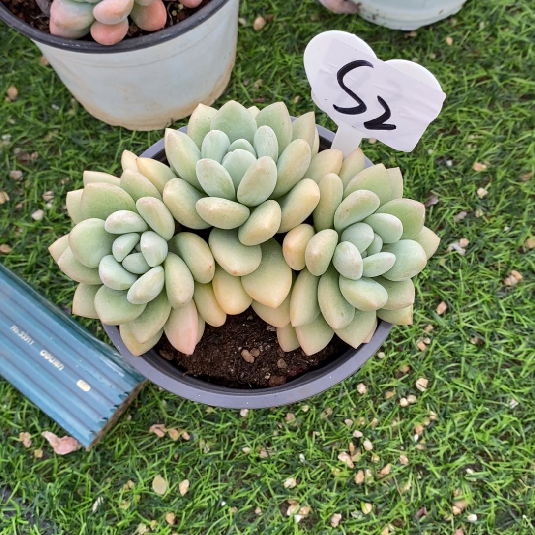 汤***兒泡泡糖小群多肉植物