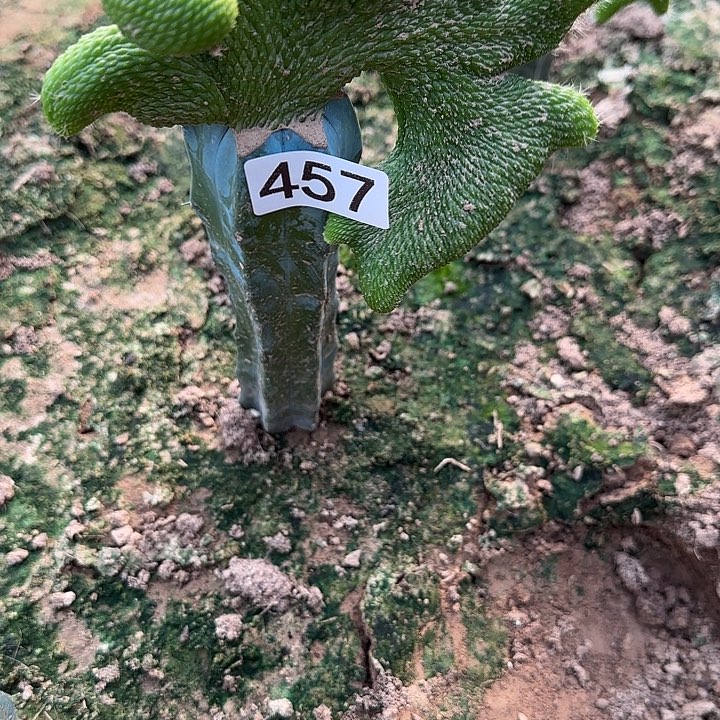 碧***槟无花朵嫁接青蛇缀457