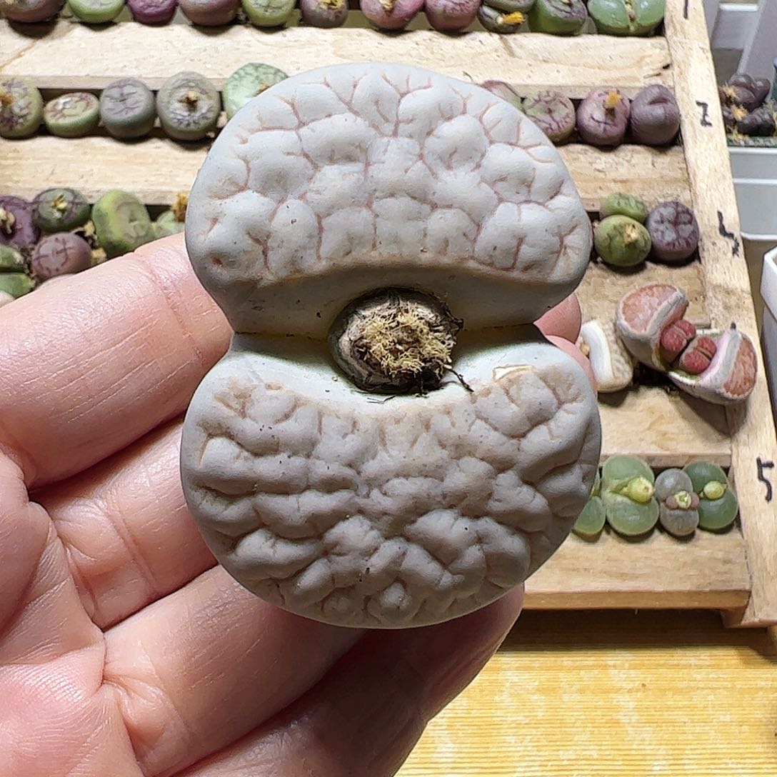 荒玉一颗包邮…………………