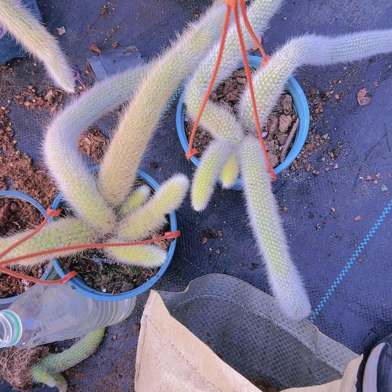 【闪购商品】大群无砍九尾狐16.8