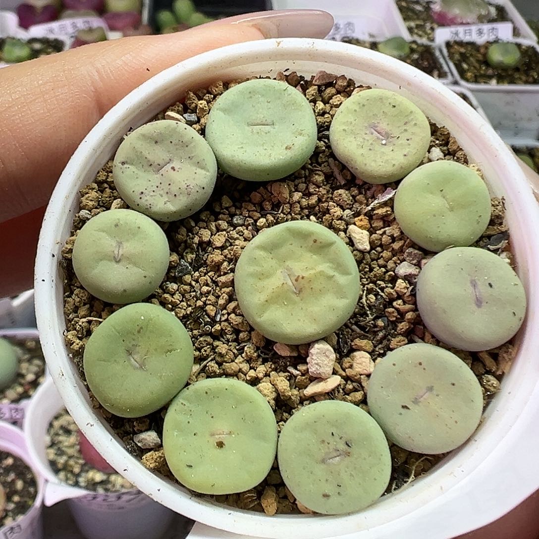 582大型红嘴带盆土发货