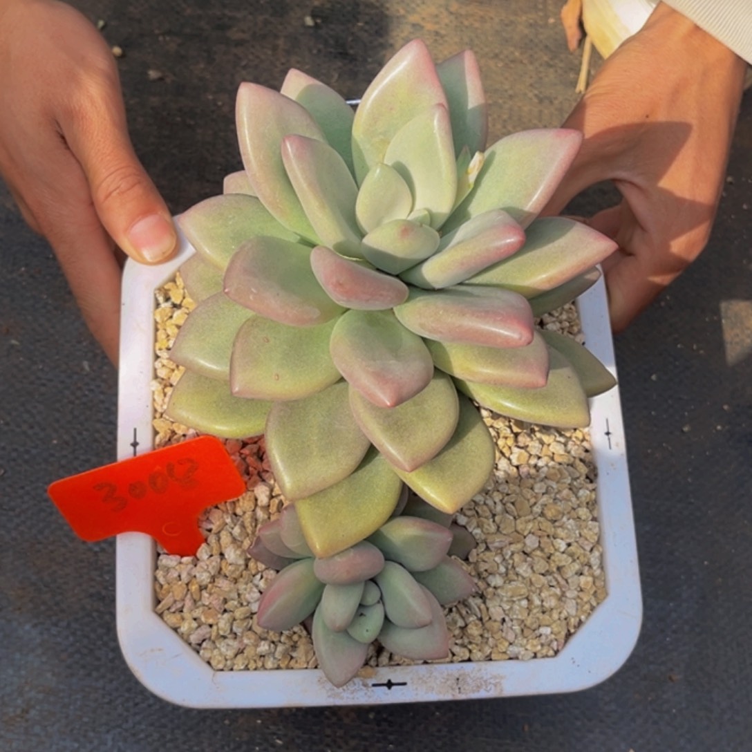 3008号上午多肉植物群生多肉植物群生