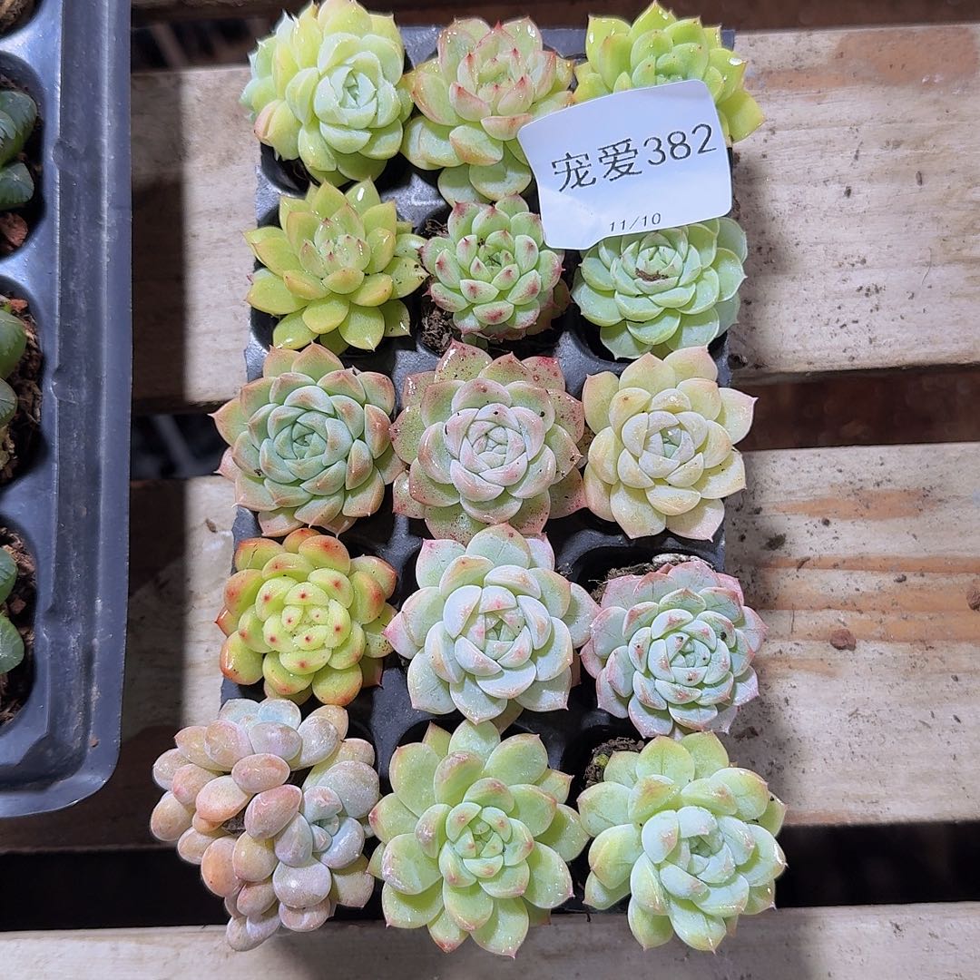 土***饼直播福利一物一拍382