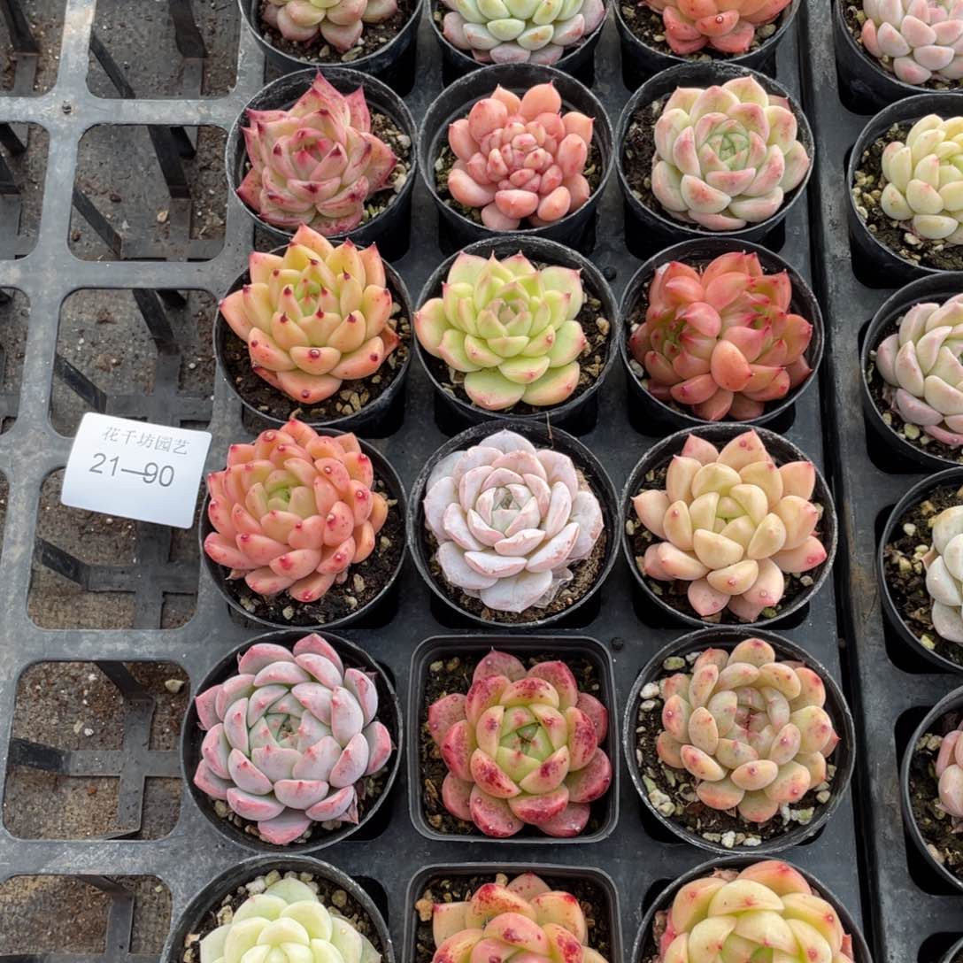 一物一拍18颗21-90