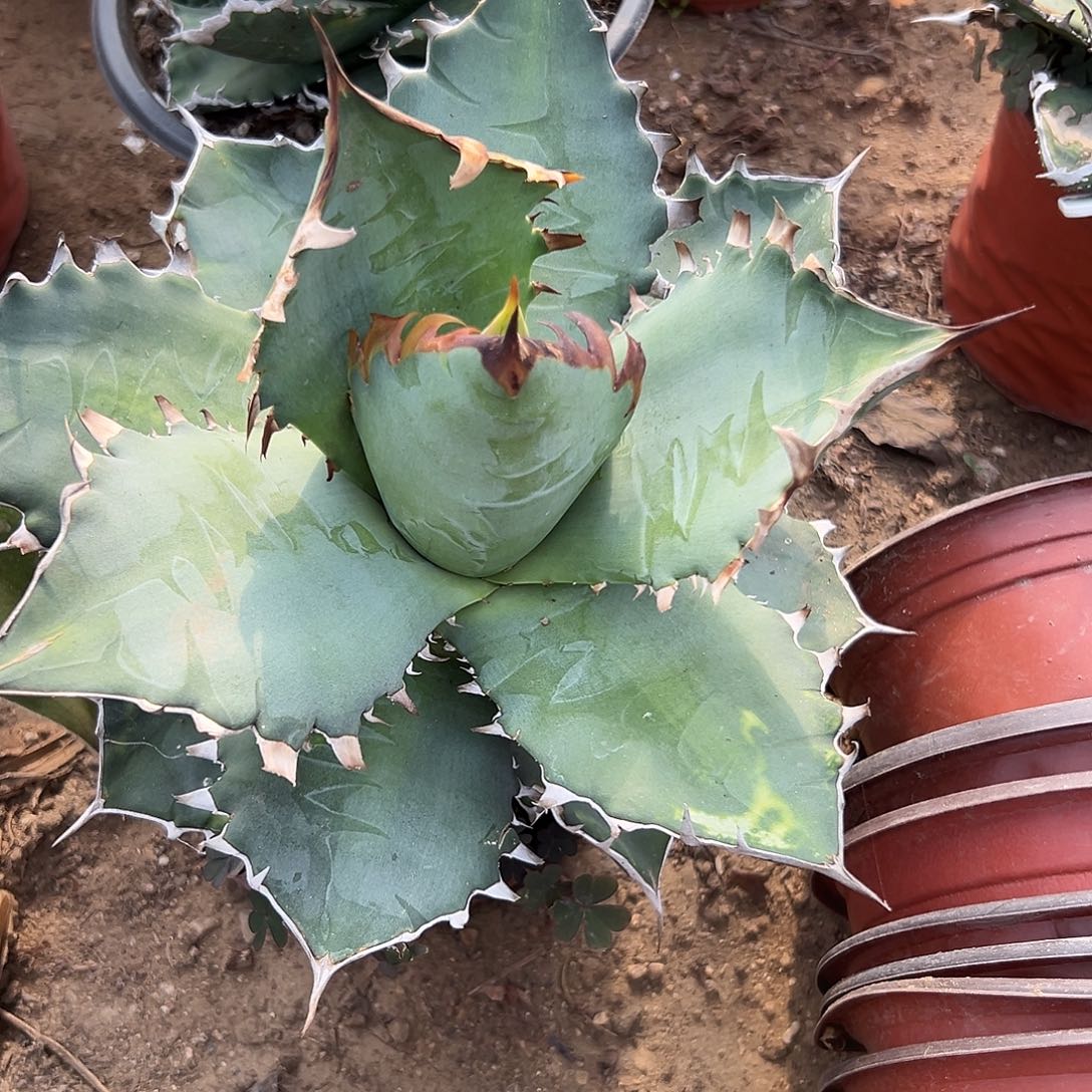 多肉植物仁王冠杂交