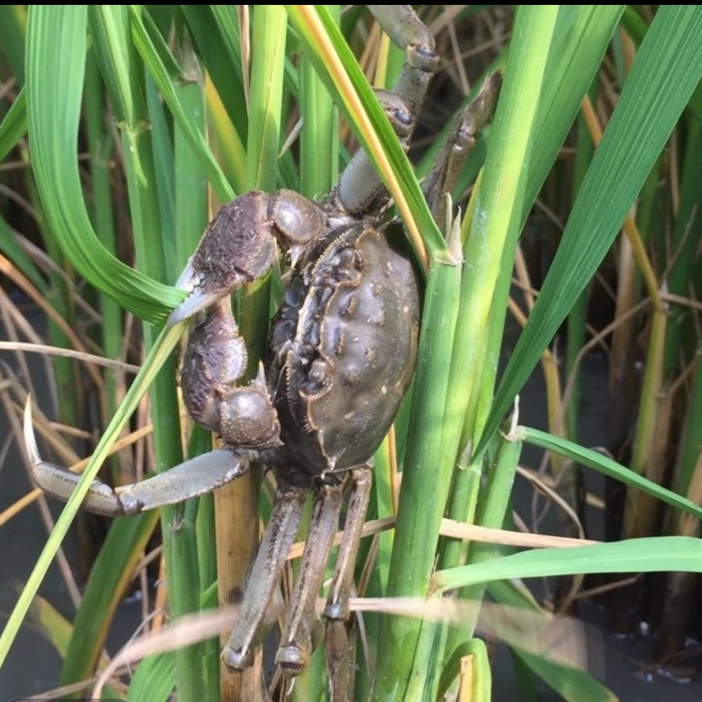 【活蟹】盘锦河蟹公蟹（单只3两规格）3斤装/单只2.9两-3.2两