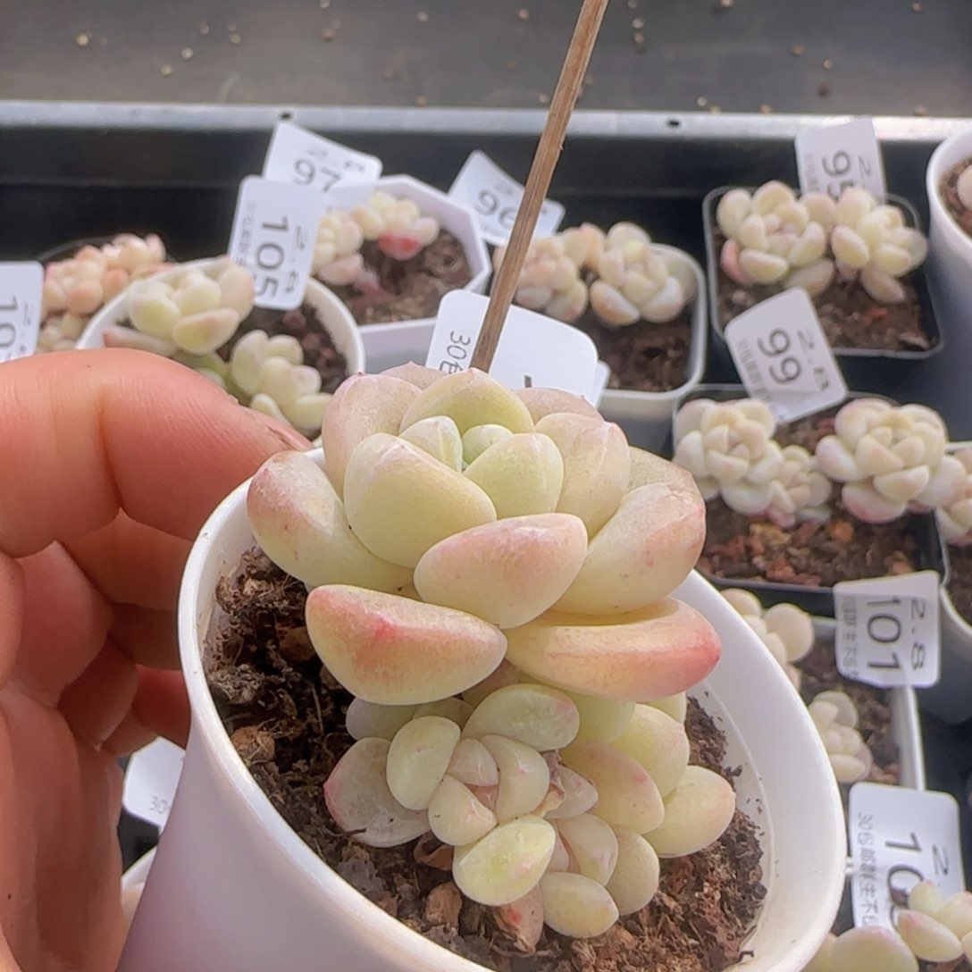 六头冰玉一颗脱土发货