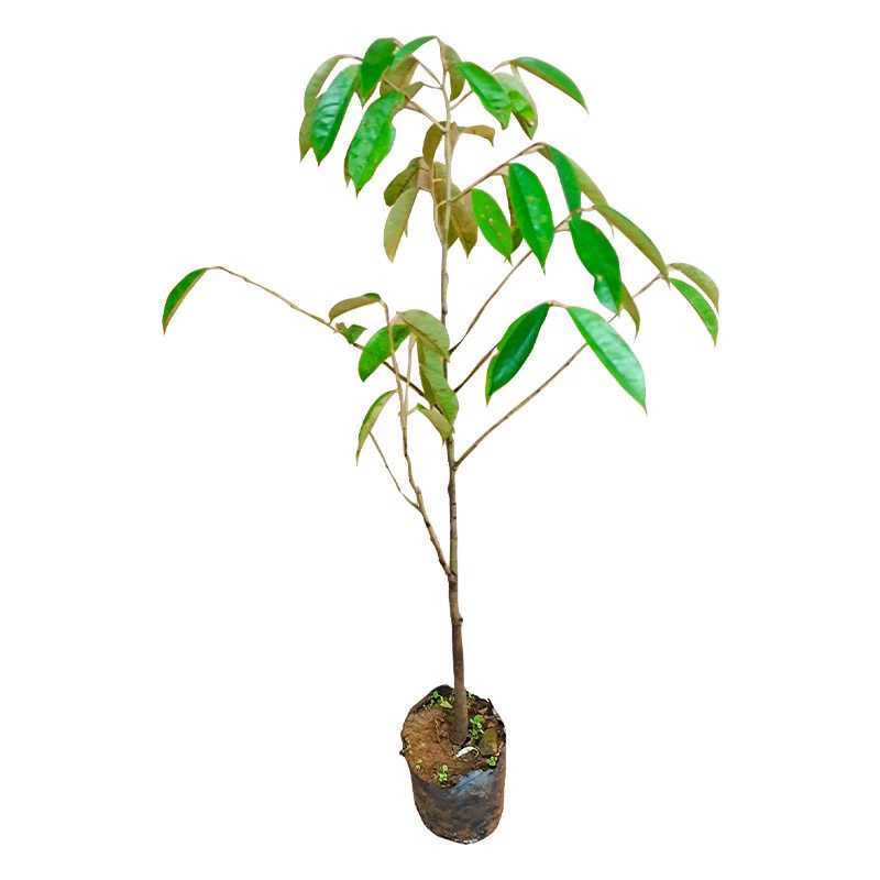 花卉绿植园艺（直播间一物一拍）